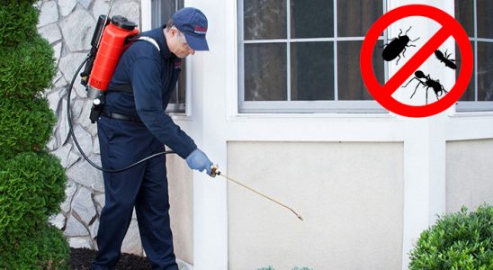 Küre Kemirgen İlaçlama böcek ilaçlama ve haşere kontrolü — ilaclama-tr.com